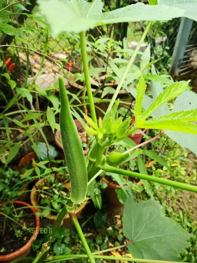 Silver Queen Okra Seeds, Growing Flavorful Harvests with Expert Planting and Gardening