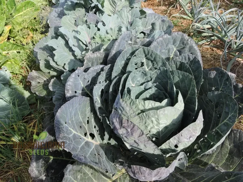Ole Timey Blue Collards Vegetable Seeds, High-Quality Seeds for Gardening Enthusiasts, Explore Our Diverse Seed Collection