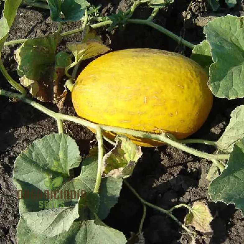 Collective Farm Woman Melon Seeds For Planting: A Flavorful Heirloom for Your Bounty of Homegrown Delights