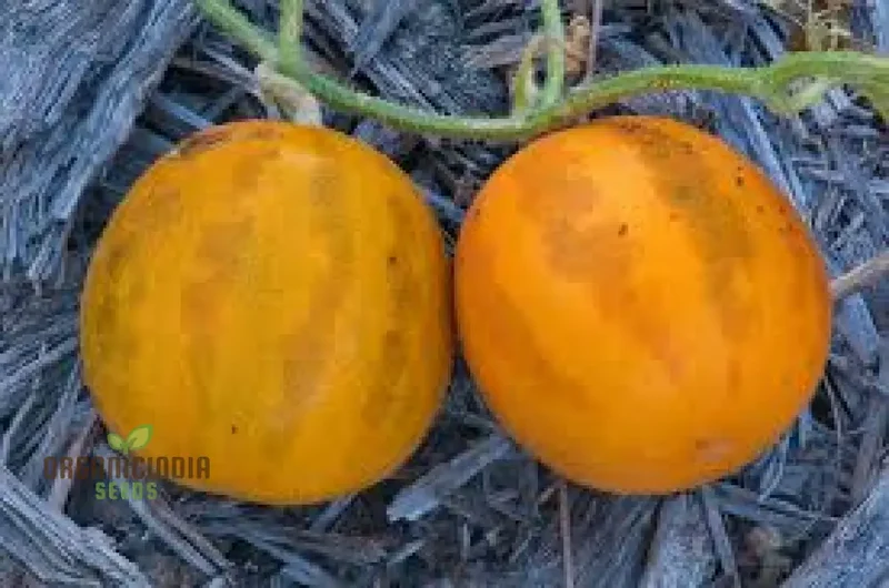 Collective Farm Woman Melon Seeds For Planting: A Flavorful Heirloom for Your Bounty of Homegrown Delights
