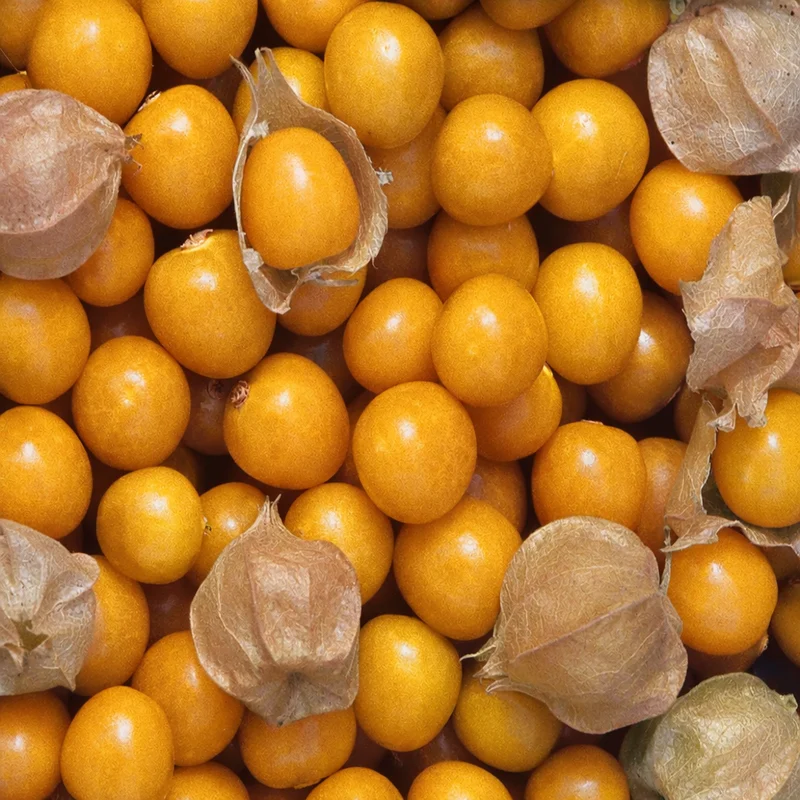 Tomatillo 'Ground Cherry' bio