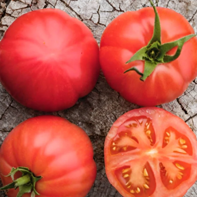 Tomate 'Rose De Palerme' bio