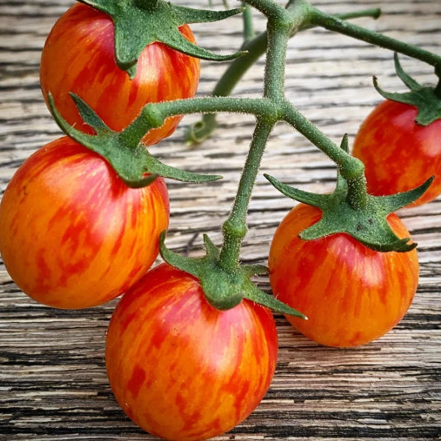 Tomate cerise ‘Sunrise Bumblebee’, semences biologiques ( Solanum lycopersicum )