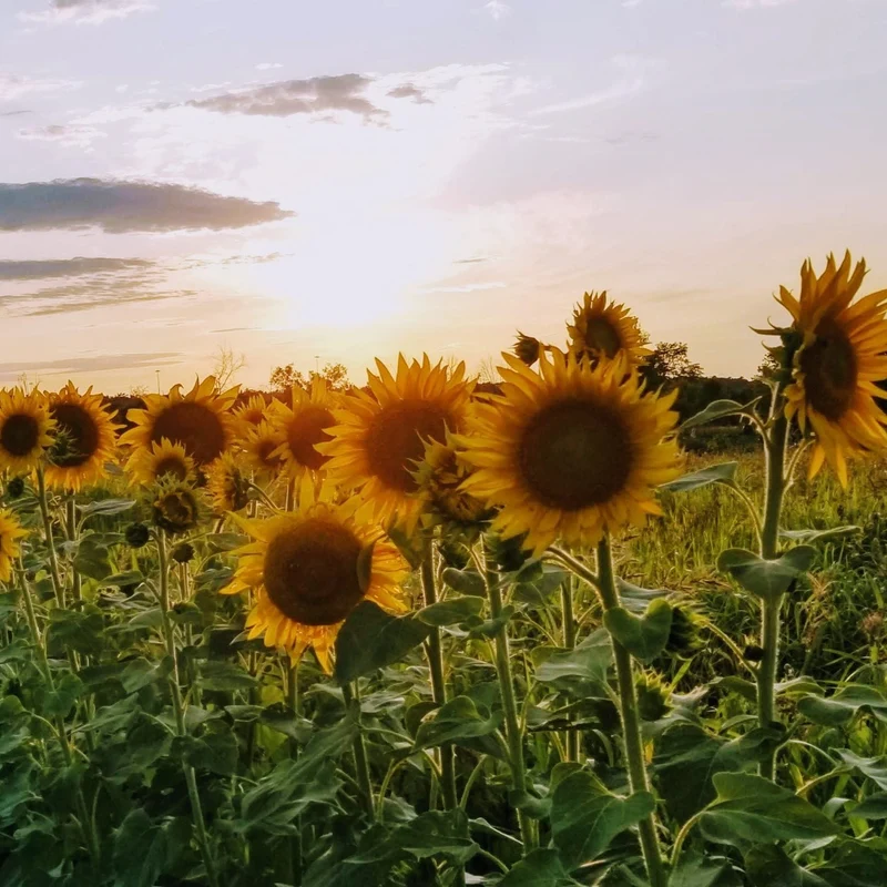 Tournesol 'Black Oil' bio