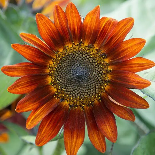 Tournesol 'Medium Red' bio