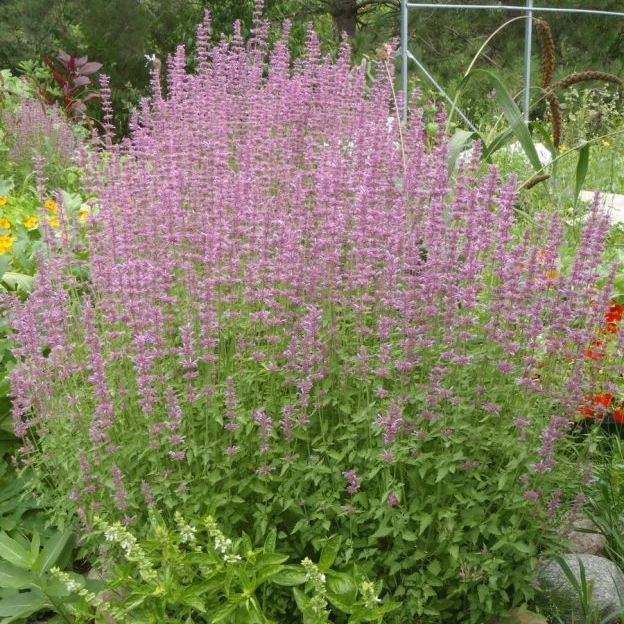 Agastache ‘Lavande’ ( Agastache neomexicana )