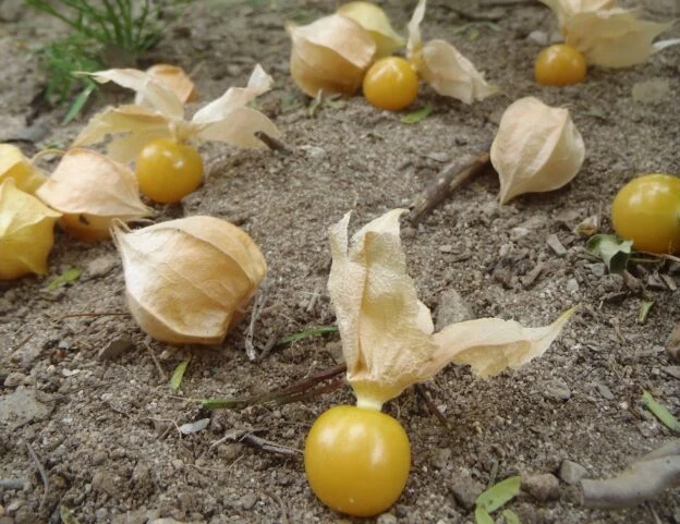 Cerises de terre ‘Cossak Pineapple’ ( Physalis pruinosa )