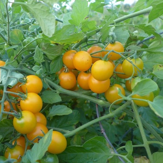 Tomate ‘Tumbling Tom’ ( Solanum lycopersicum )