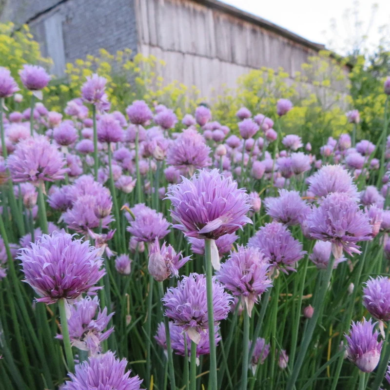 Cébette ‘à Francine’ ( Allium fistulosum )