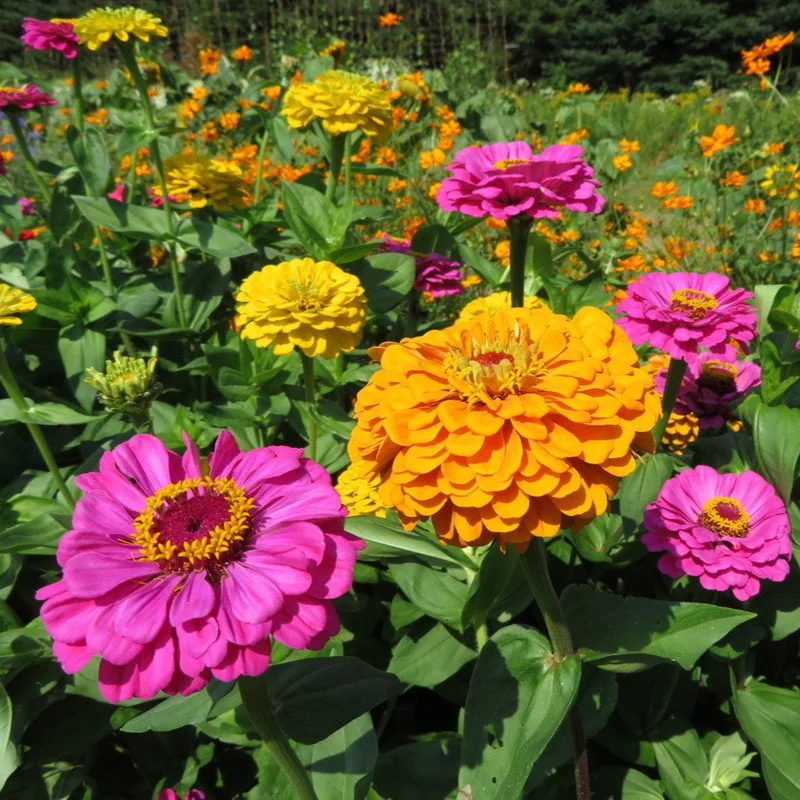 Mélange de zinnia ‘Géant de Californie’ ( Zinnia elegans )