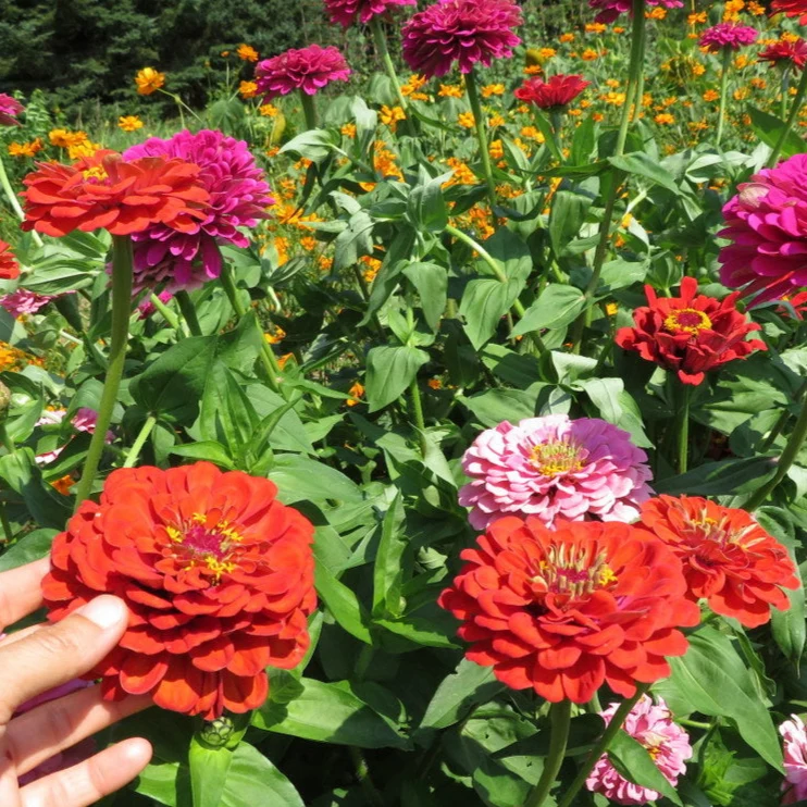 Mélange de zinnia ‘Géant de Californie’ ( Zinnia elegans )