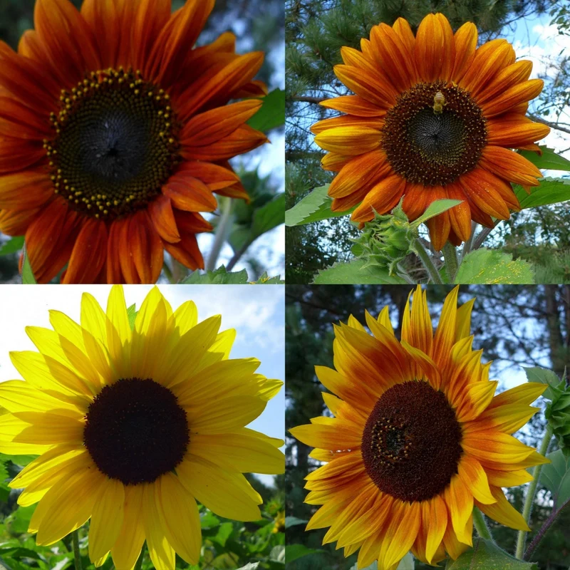Tournesols en mélange ( Helianthus annuus )