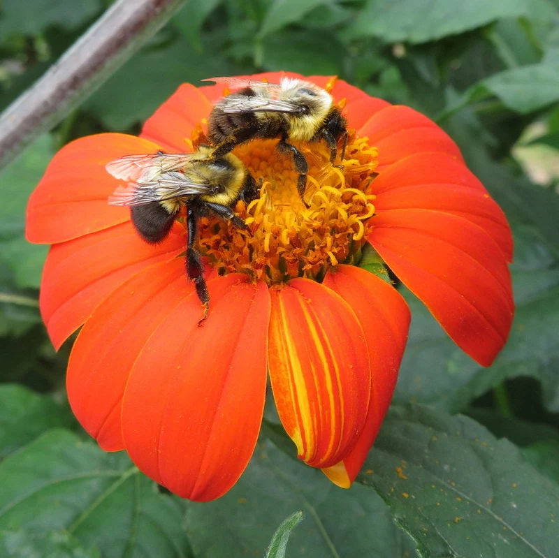 Tournesol ‘mexicain’ ( Tithonia rotundifolia )