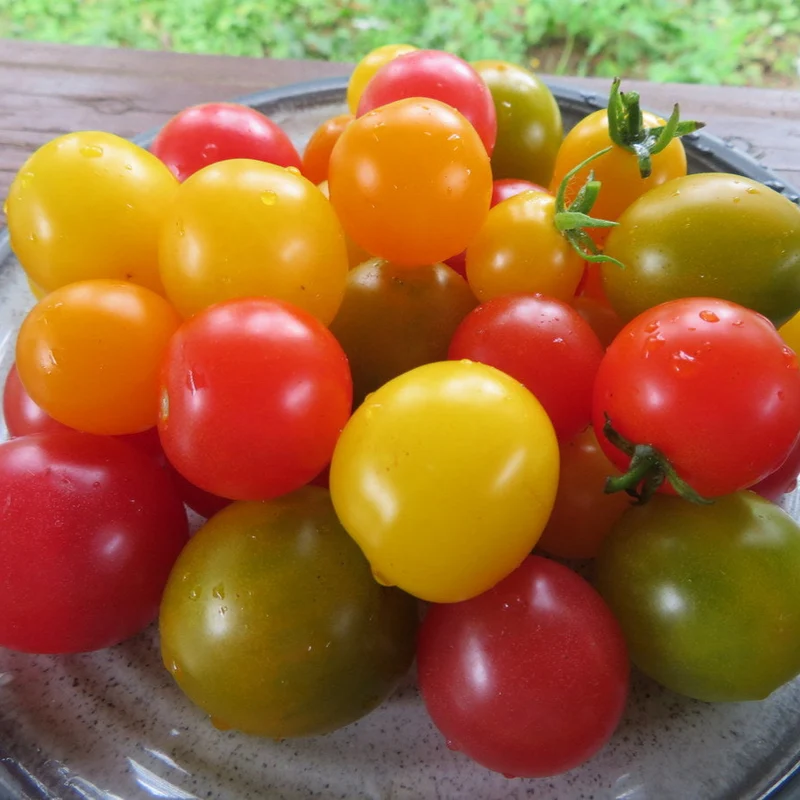 Tomates ‘micro mix’ ( Solanum lycopersicum )