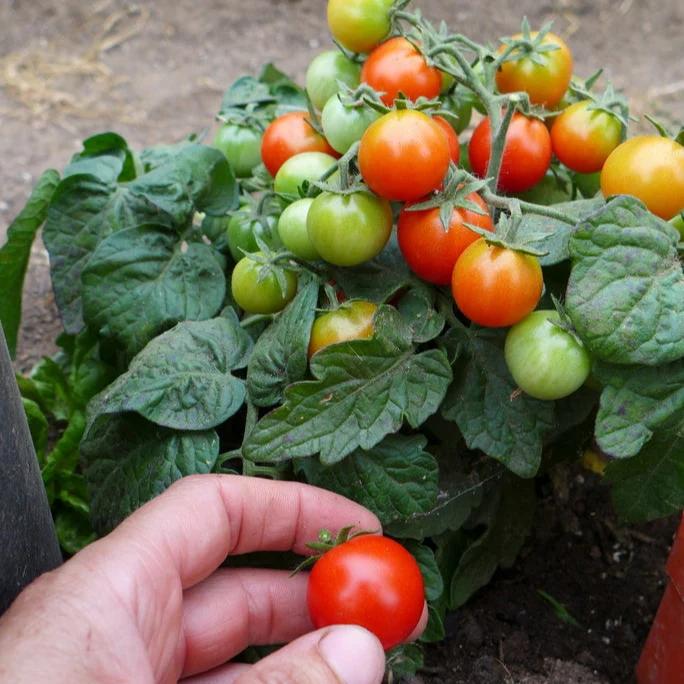 Tomates ‘micro mix’ ( Solanum lycopersicum )