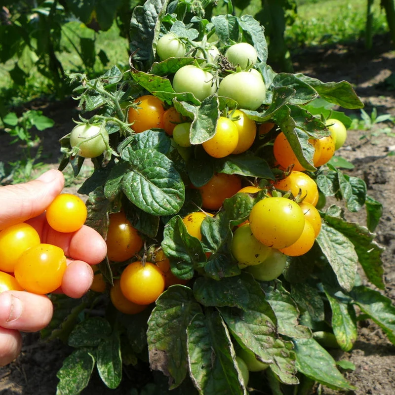 Tomates ‘micro mix’ ( Solanum lycopersicum )
