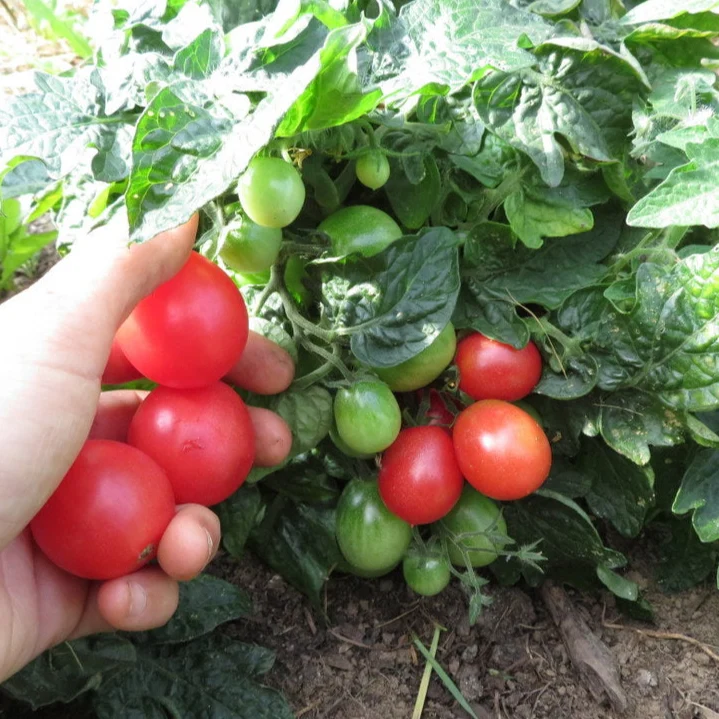 Tomates ‘micro mix’ ( Solanum lycopersicum )