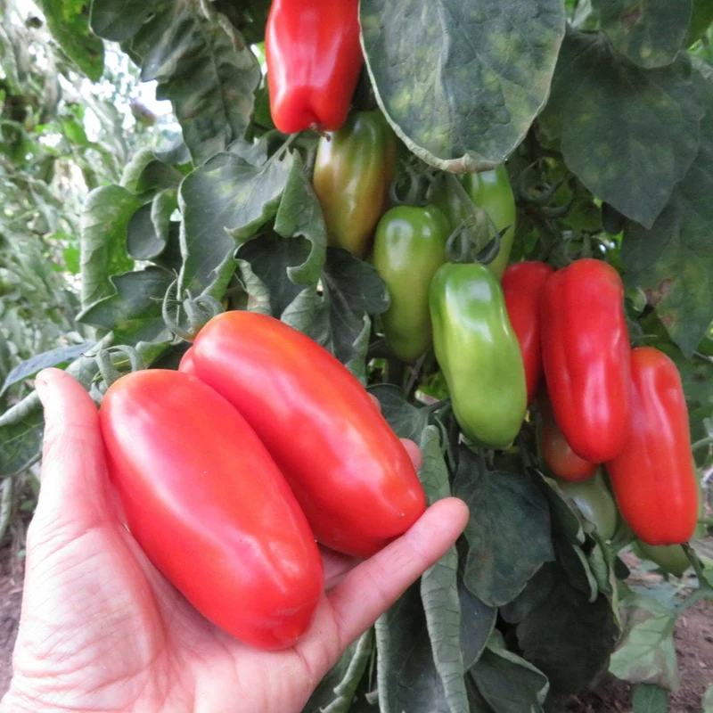 Tomate ‘San Marzano’ ( Solanum lycopersicum )