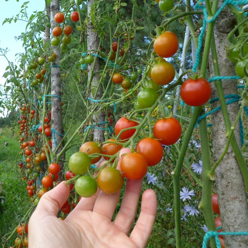 Tomate ‘Rideau Sweet’ ( Solanum lycopersicum )