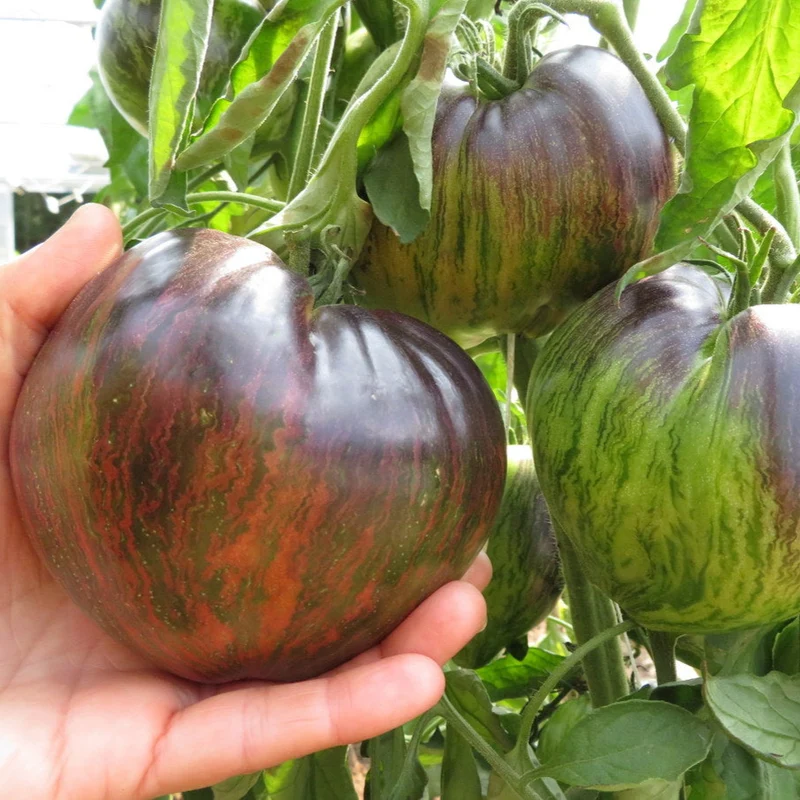 Tomate ‘Rebel Starfighter Prime’ ( Solanum lycopersicum )