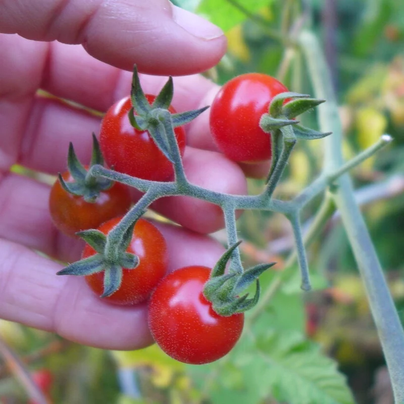 Tomate ‘Petit Moineau’ ( Solanum pimpinellifolium )