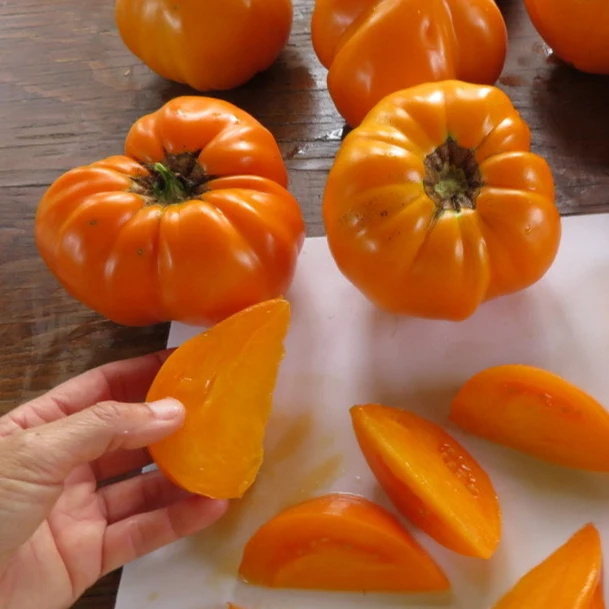 Tomate ‘Orange Strawberry’ ( Solanum lycopersicum )