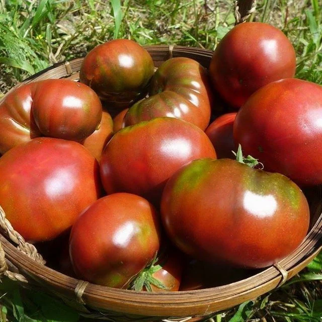 Tomate ‘Noire de Crimée’ ( Solanum lycopersicum )