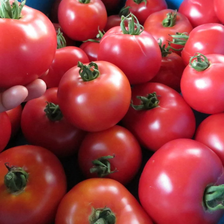 Tomate ‘Canabec Super’ ( Solanum lycopersicum )