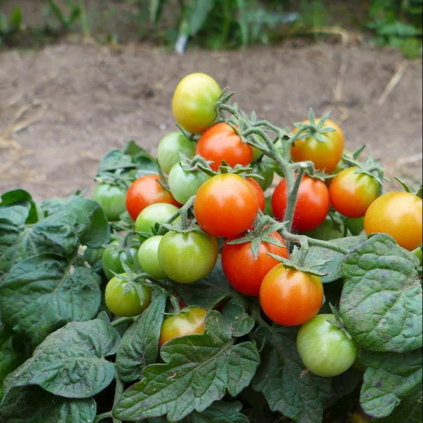 Tomate ‘Birdie Rouge’ ( Solanum lycopersicum )