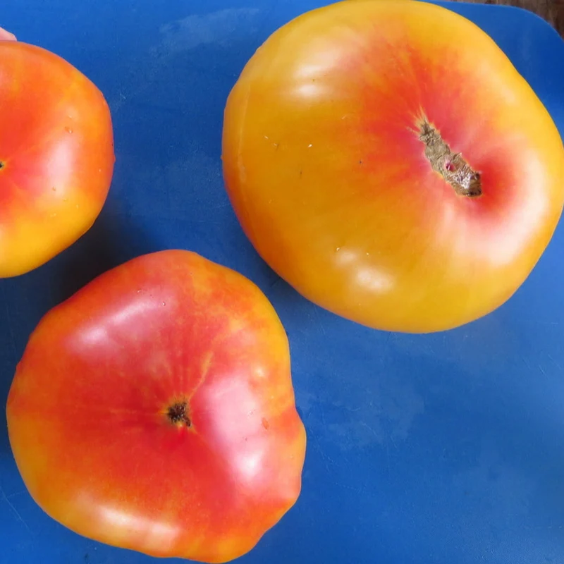 Tomate ‘Anna bicolore’ ( Solanum lycopersicum )