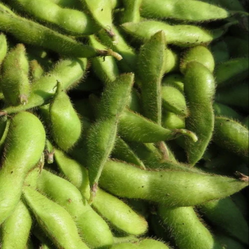 Soya Edamame ‘Sayamusume’ ( Glycine max )