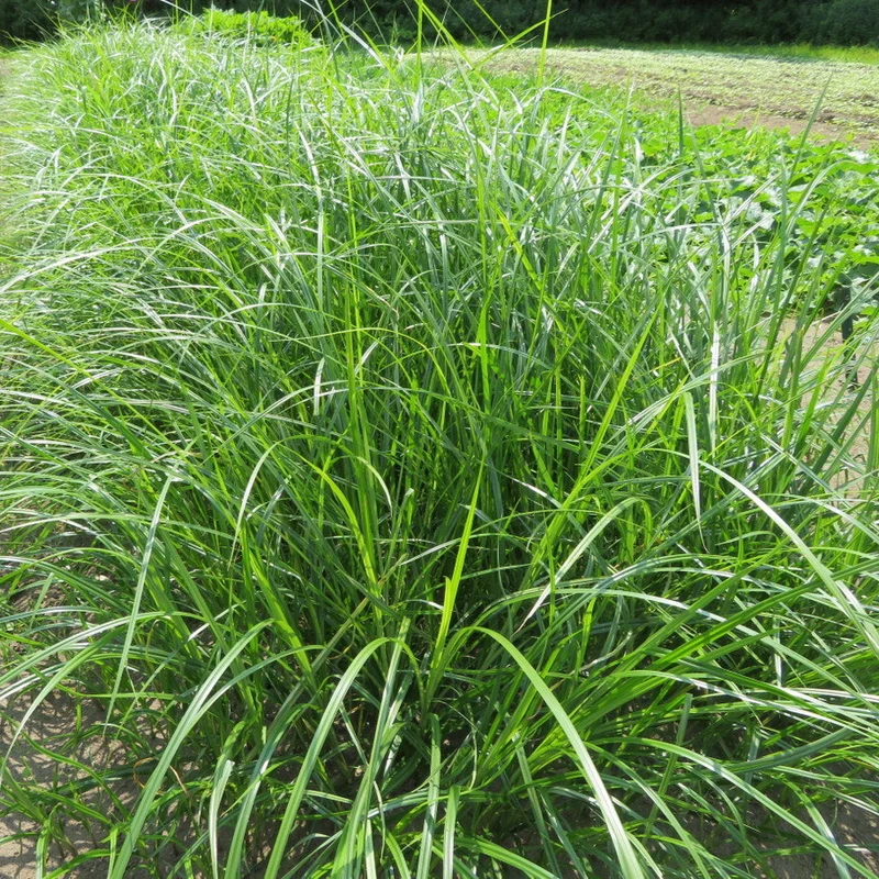 Souchet comestible ( Cyperus esculentus )