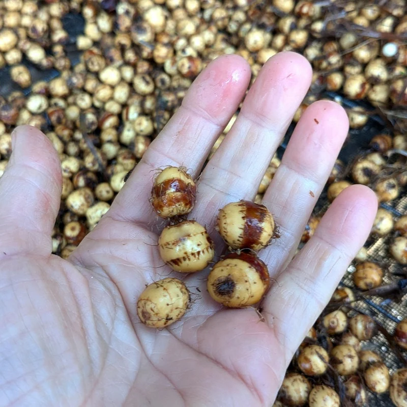 Souchet comestible ( Cyperus esculentus )