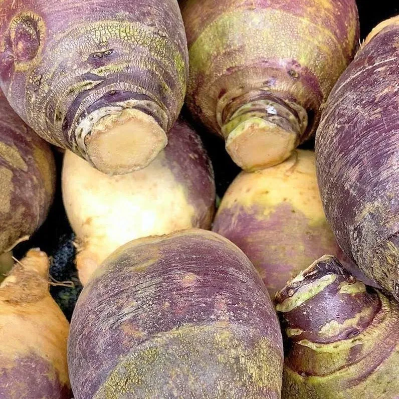 Rutabaga ‘Joan’ ( Brassica napus var. rapifera )