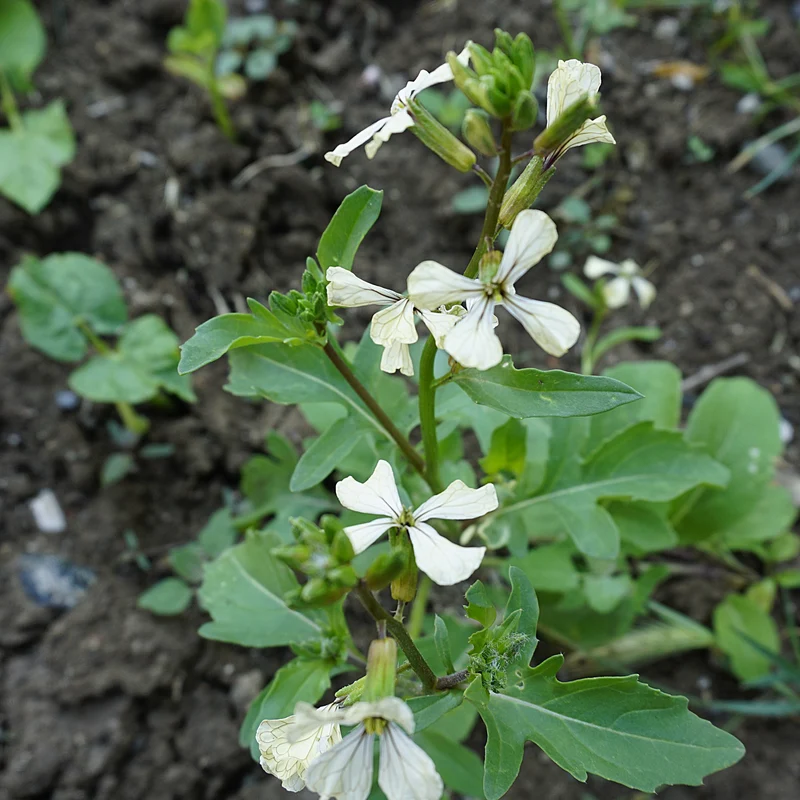 Roquette ( Eruca vesicaria var. sativa )