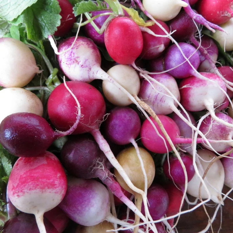 Radis ronds en mélange ( Raphanus sativus var. radicula )
