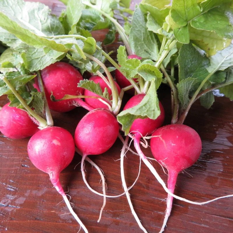Radis ‘Comet’ ( Raphanus sativus )