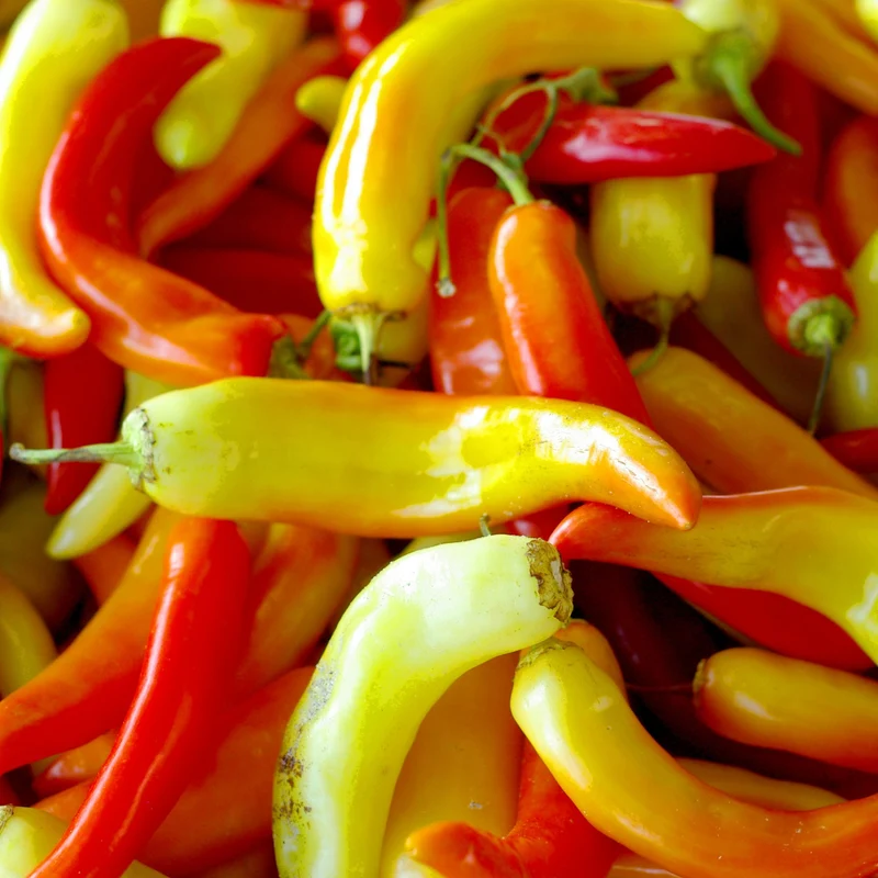 Poivron rouge ‘Sweet Banana’ ( Capsicum annuum )