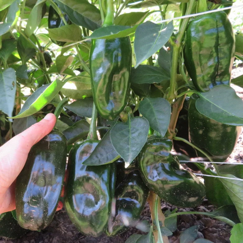 Poivron vert ‘Permagreen’ ( Capsicum annuum )