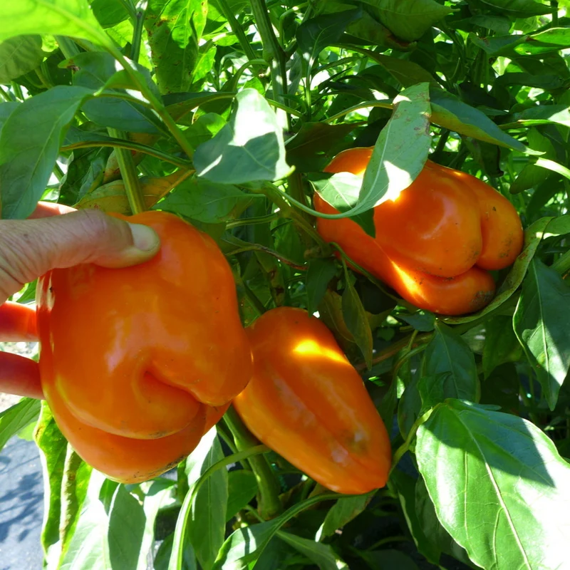 Poivron orange ‘Sun’ ( Capsicum annuum )