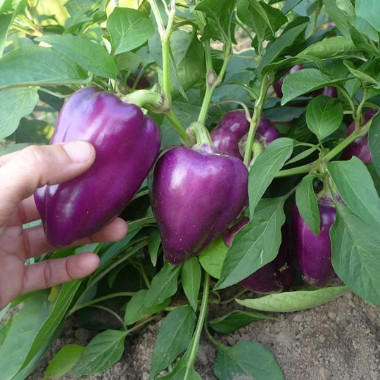 Poivron mauve ‘Oda’ ( Capsicum annuum )