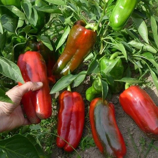 Poivron rouge ‘Napoleon Sweet’ ( Capsicum annuum )