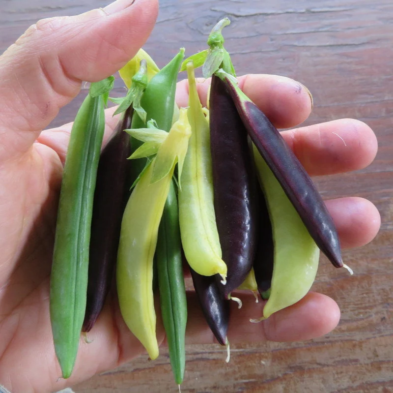 Pois en mélange ( Pisum sativum )