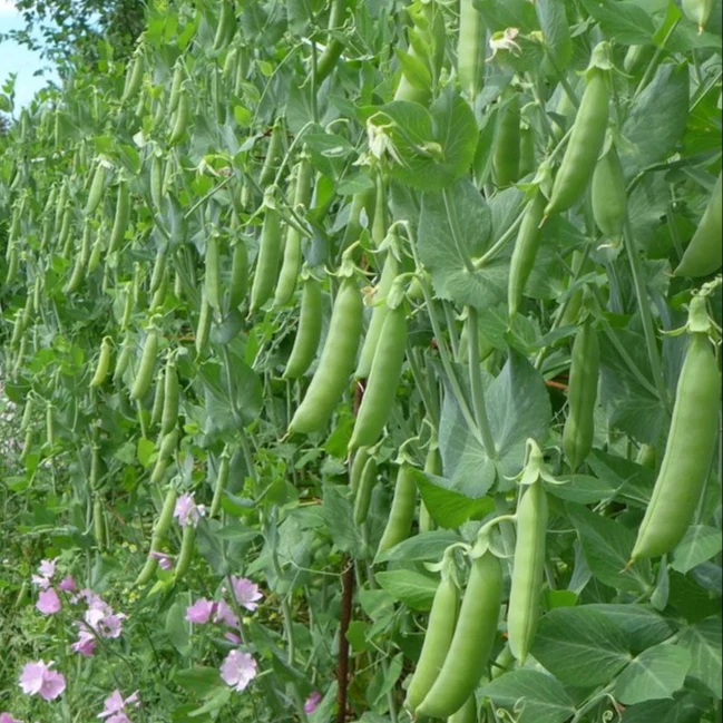 Pois ‘Super Sugar Snap’ ( Pisum sativum var. saccharatum )