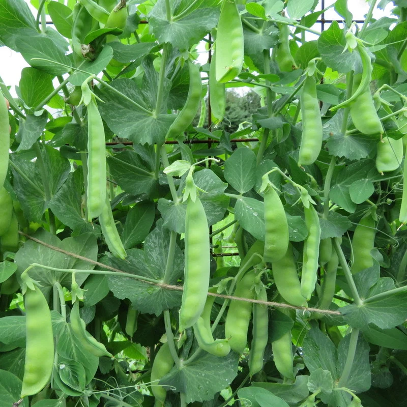 Pois ‘Little Sweetie’ ( Pisum sativum var. macrocarpon )