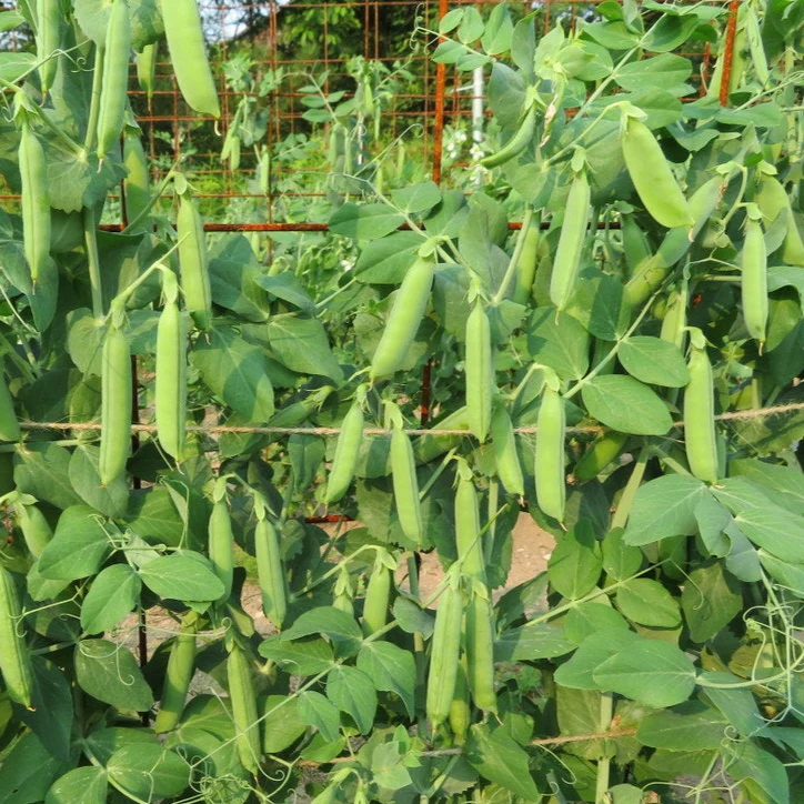 Pois ‘Iona’ ( Pisum sativum var. medullare )