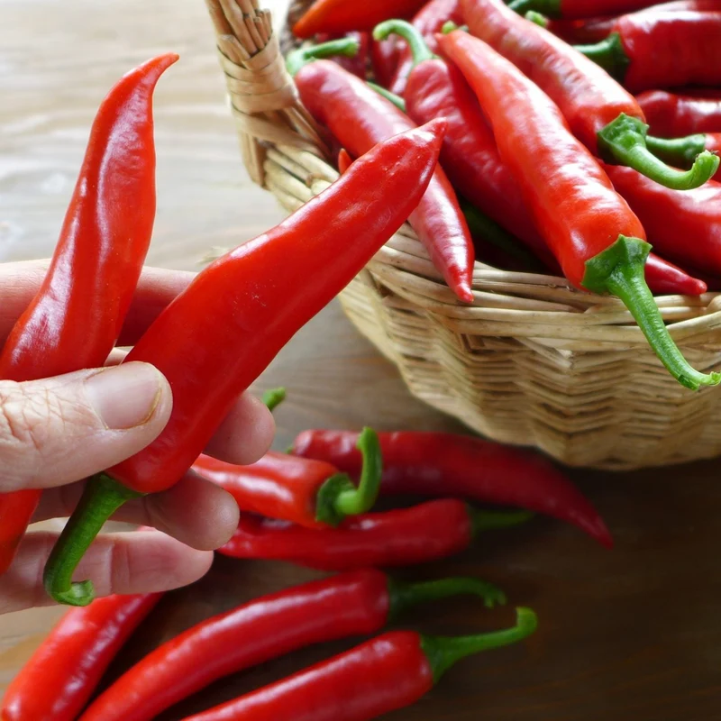 Piment fort ‘Sucette de Provence’ ( Capsicum annuum )
