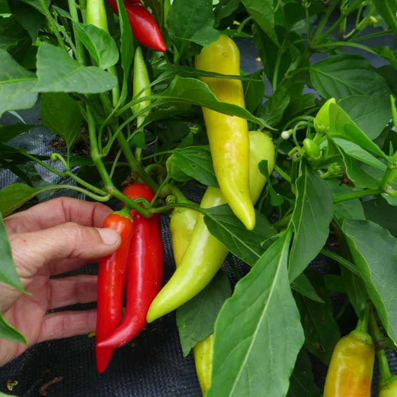 Piment fort ‘Hot Banana’ ( Capsicum annuum )