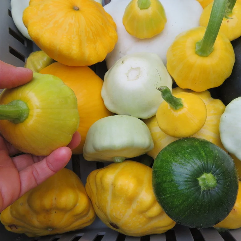 Pâtissons ‘mix’ ( Cucurbita pepo )