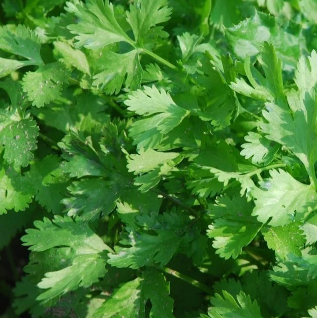 Persil italien vert foncé ( Petroselinum crispum var. neapolitanum )